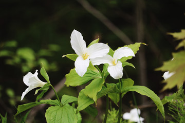 Trillium Flowers in the Forest