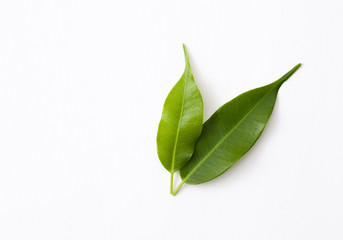 Two green leaves on a white background