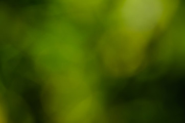 Abstract and blurred green background