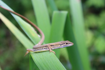 葉の上のニホンカナヘビ