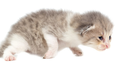 Newborn kitten on white background