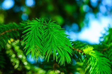 Young fir tree needles