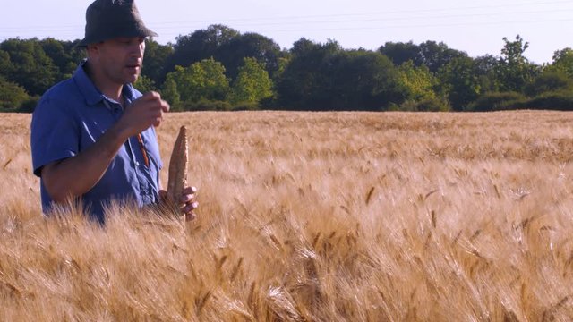 Un agriculteur dans ses champs de c&eacute;r&eacute;ales contr&ocirc;lant leurs croissance
