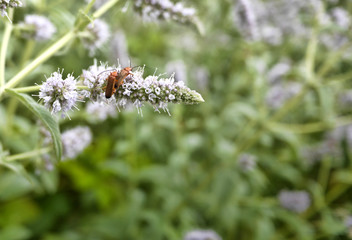 bugs, summer, meadow