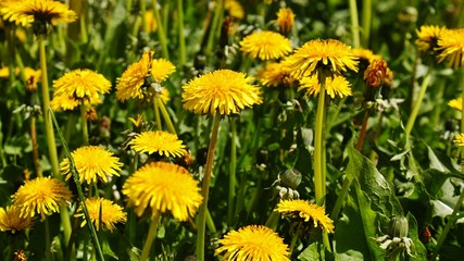 Одуванчики в саду