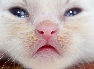 Beautiful portrait of a newborn white kitten