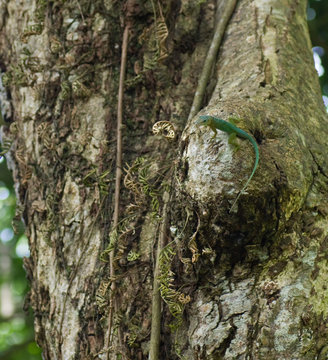 L&eacute;zard vert et bleu