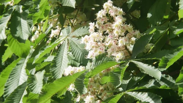 Close-Up of a Blooming Tree of Chestnut. White Spring Flowers of Chestnut, Lit by the Sun, Background.