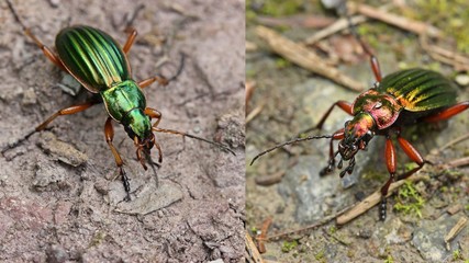 Gegenüberstellung Goldlaufkäfer (Carabus auratus) mit Goldglänzendem Laufkäfer (Carabus auronitens) 