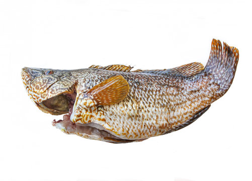 Ballan brasse, pinto or maragota