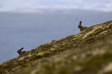Mountain Hare