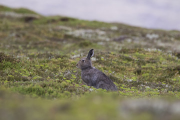 Mountain Hare