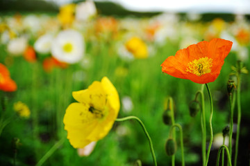 Obraz premium Assort colors Poppy Fowers in the garden