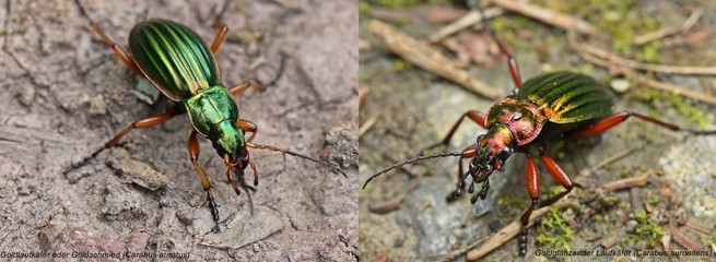 Gegenüberstellung Goldlaufkäfer (Carabus auratus) mit Goldglänzendem Laufkäfer (Carabus auronitens) 