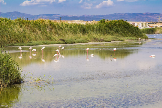Fototapeta Pink flamingos, The Regional Park of Molentargius - Saline, Cagliari in Sardinia, Italy