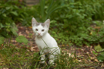 Naklejka na ściany i meble White kitten with gray spot