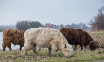 Adult Highland cattle.Three multicolored horned Highland Cattle grazing on the grass near the pond. White And Brown Cattle. Close up of scottish highland cow on european field. Hairy Cow on meadow.