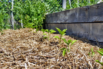 Young paprika plants planted in straw