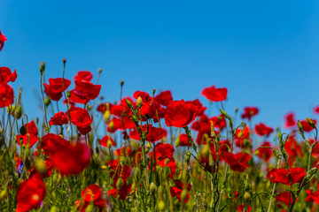 beautiful red poppies on a blue sky background