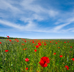 green wheat field with red poppies