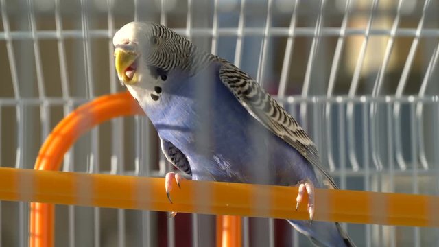 Blue budgerigar in the cage