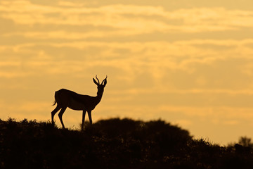 Springbok antelope (Antidorcas marsupialis) silhouetted against a sunrise, Kalahari desert, South Africa.
