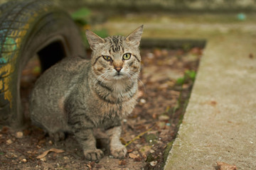 Obraz premium Old cat 