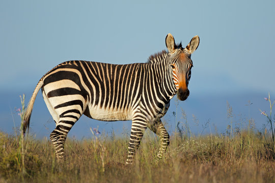 Fototapeta Cape mountain zebra (Equus zebra) in grassland, Mountain Zebra National Park, South Africa.