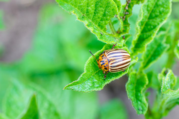 Colorado potato beetle eats potato leaves.