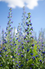 Bouquet of wild flowers of different colors in the vase outdoors