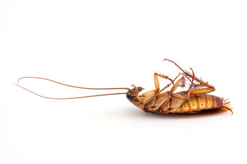 Died cockroach on white