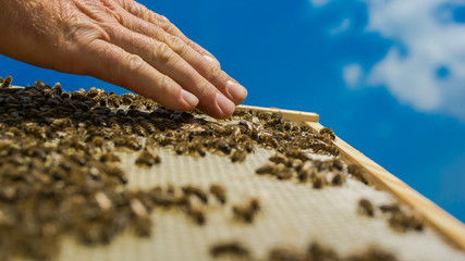 The hands of the beekeeper. Bees on honeycombs. Top view of working bees