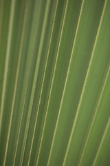 palm leaf - detail