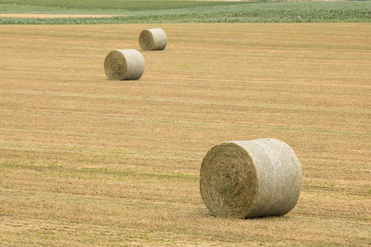 Rolls of haystacks in the fields