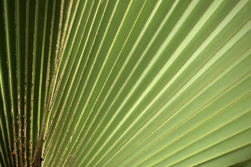 Obraz premium palm leaf - detail