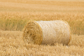 Rolls of haystacks in the fields