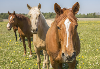 Fototapeta na wymiar horses on a field at summertime in an island of Saaremaa in Estonia