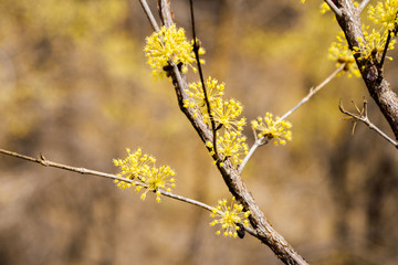 Cornus officinalis at spring in sansuyu village, Korea