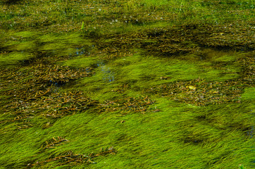 Green algae pollution on a water surface