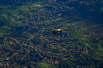 Frog in a swamp
