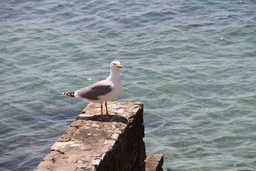 Möwe auf der Mauer