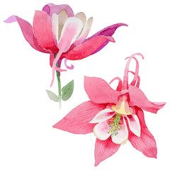 Wildflower aquilegia flower in a watercolor style isolated.