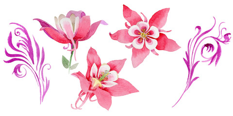 Fototapeta na wymiar Wildflower aquilegia flower in a watercolor style isolated.