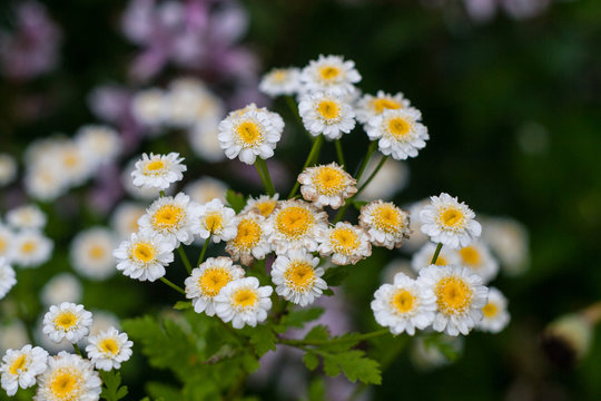 Zlocien maruna (Tanacetum parthenium) bachelor's buttons or featherfew