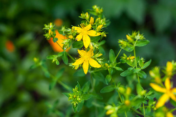 Dziurawiec zwyczajny (Hypericum perforatum)  perforate St John's-wort