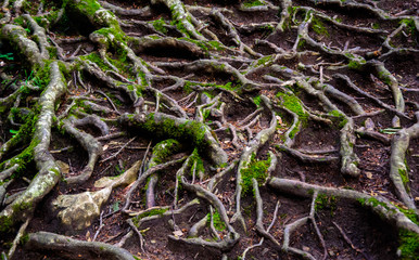 Фон из разветвленных корней деревьев © shubinan