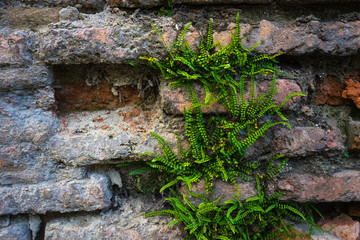 Natural background with brick wall