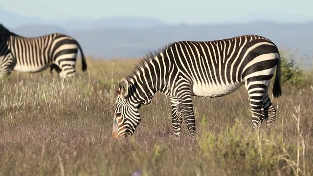 A Cape mountain zebra (Equus zebra) grazing in open grassland, Mountain Zebra National Park, South Africa