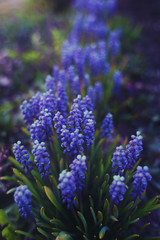 Obraz premium Blue flowers - Muscari (grape hyacinth)