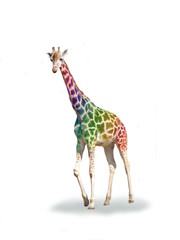 Crazy colorful giraffe © sidliks